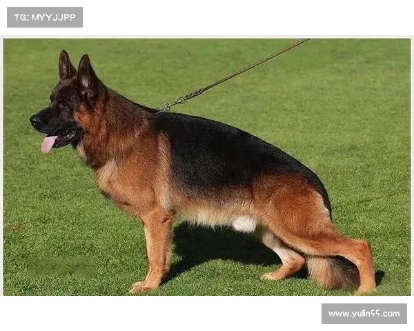 揭示黑贝称号背后的五大原因与其传奇影响力全方位解析